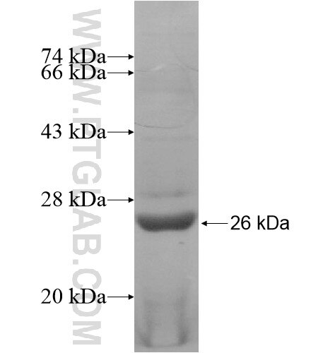 TMEM177 fusion protein Ag14782 SDS-PAGE