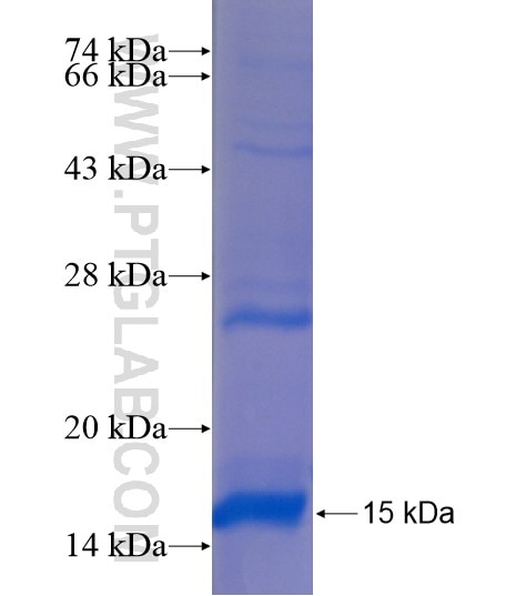 TMEM182 fusion protein Ag21906 SDS-PAGE