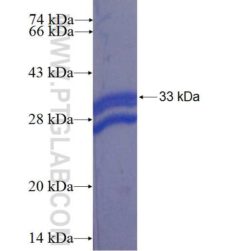 TMEM184A fusion protein Ag22657 SDS-PAGE