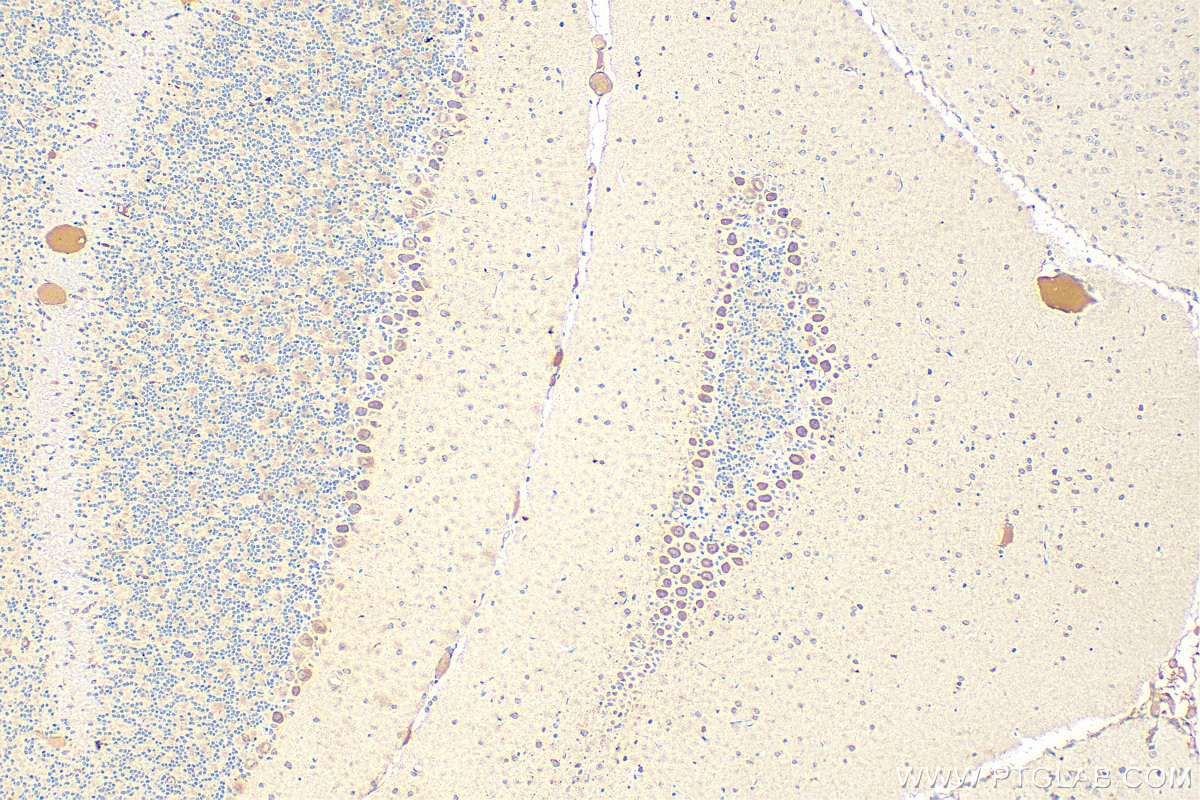Immunohistochemistry (IHC) staining of mouse cerebellum tissue using TMEM184B Polyclonal antibody (28031-1-AP)