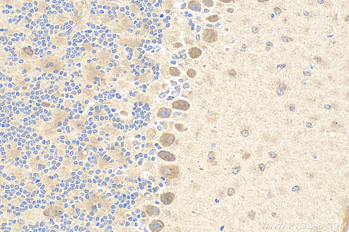 Immunohistochemistry (IHC) staining of mouse cerebellum tissue using TMEM184B Polyclonal antibody (28031-1-AP)