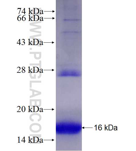 TMEM184B fusion protein Ag27960 SDS-PAGE