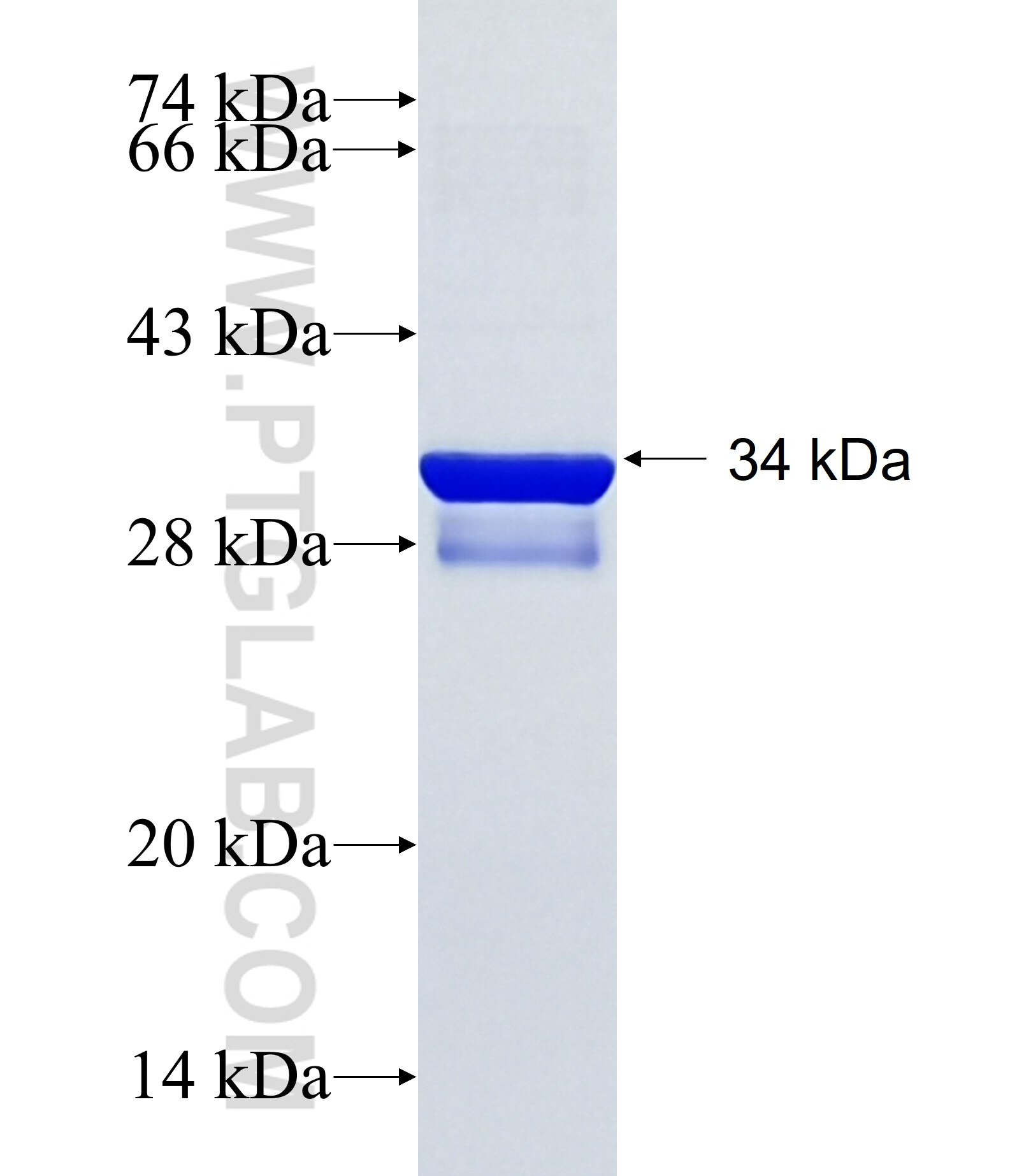 TMEM189 fusion protein Ag34323 SDS-PAGE