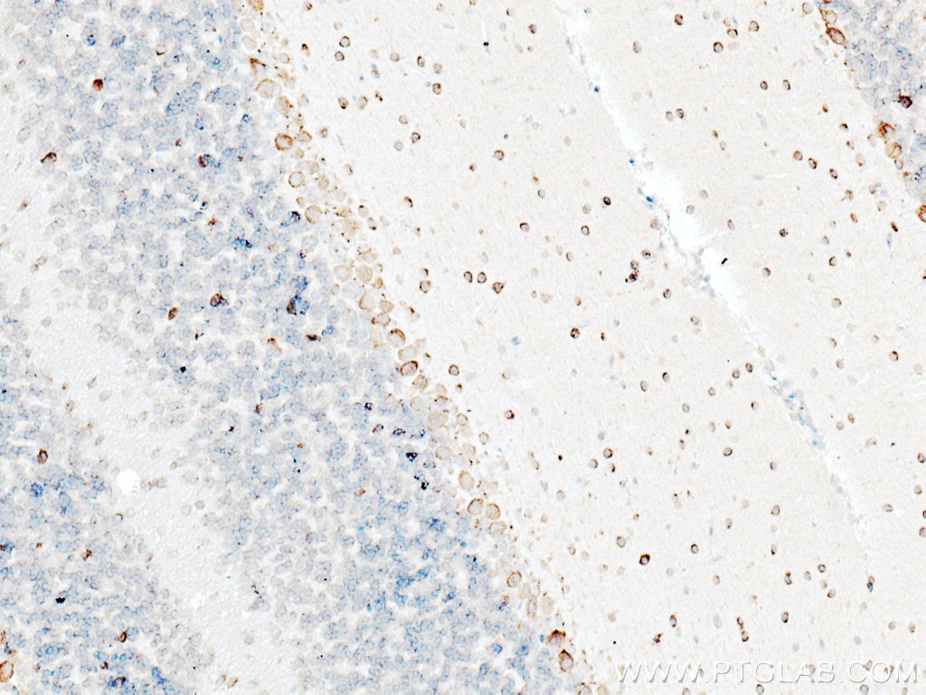 IHC staining of mouse cerebellum using 28263-1-AP