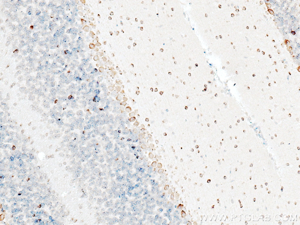 Immunohistochemistry (IHC) staining of mouse cerebellum tissue using TMEM192 Polyclonal antibody (28263-1-AP)