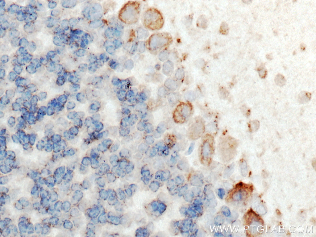 Immunohistochemistry (IHC) staining of mouse cerebellum tissue using TMEM192 Polyclonal antibody (28263-1-AP)