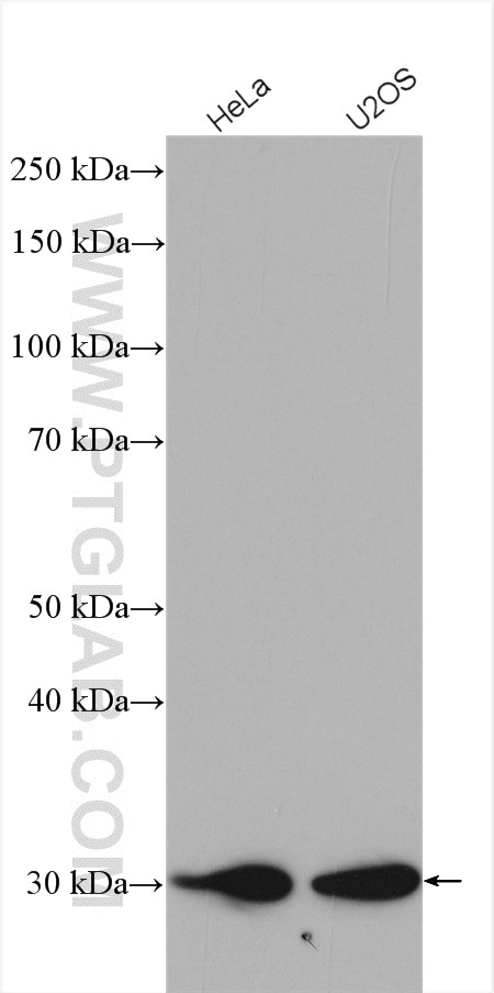 Western Blot (WB) analysis of various lysates using TMEM192 Polyclonal antibody (28263-1-AP)