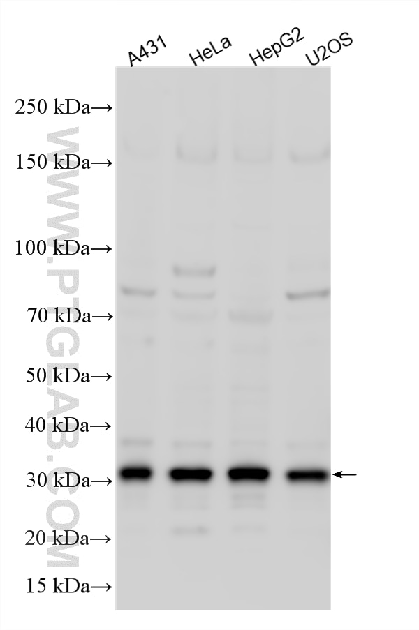 Western Blot (WB) analysis of various lysates using TMEM192 Polyclonal antibody (28263-1-AP)
