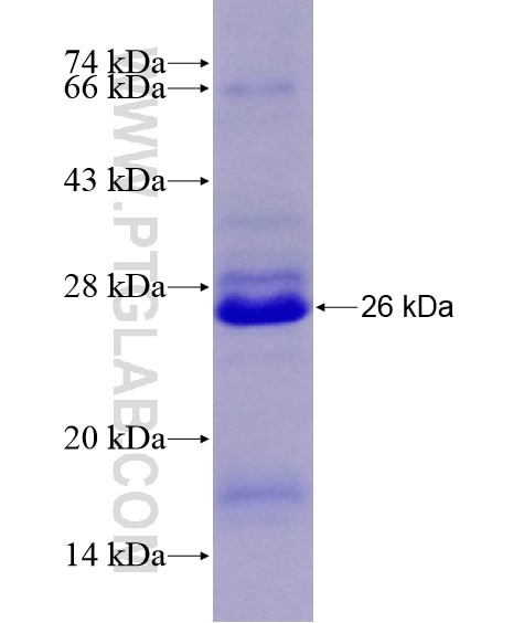 TMEM194A fusion protein Ag21614 SDS-PAGE