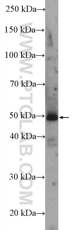 Western Blot (WB) analysis of L02 cells using TMEM195 Polyclonal antibody (21355-1-AP)