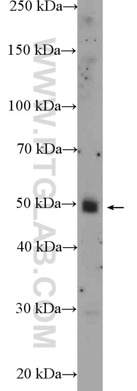 Western Blot (WB) analysis of MCF-7 cells using TMEM195 Polyclonal antibody (21355-1-AP)