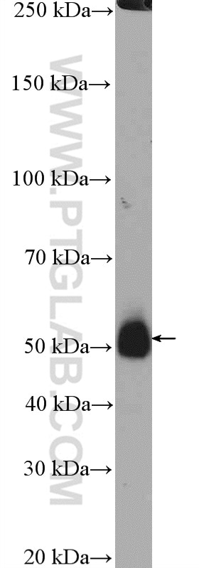 Western Blot (WB) analysis of HepG2 cells using TMEM195 Polyclonal antibody (21355-1-AP)