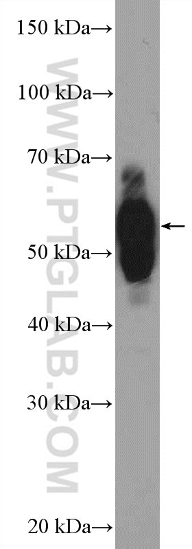 TMEM195