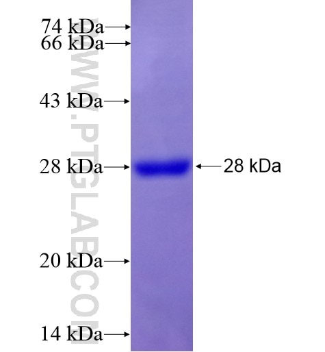 TMEM195 fusion protein Ag15774 SDS-PAGE