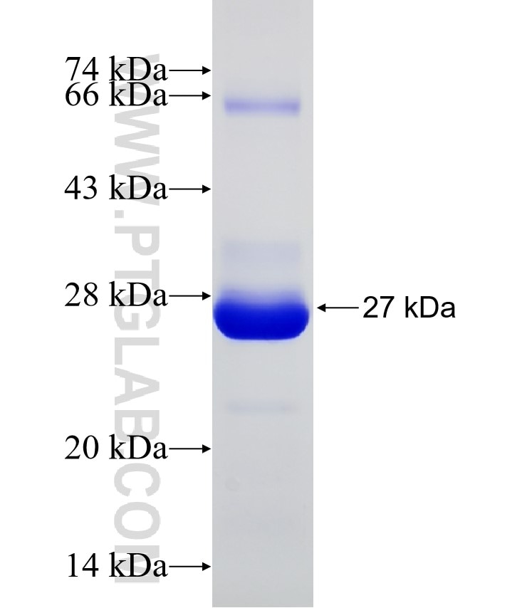 TMEM199 fusion protein Ag22009 SDS-PAGE