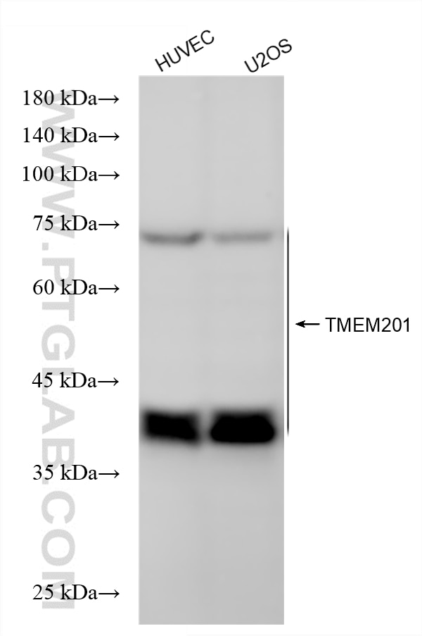 Western Blot (WB) analysis of various lysates using TMEM201 Recombinant monoclonal antibody (87333-1-RR)