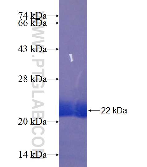 TMEM201 fusion protein Ag21360 SDS-PAGE