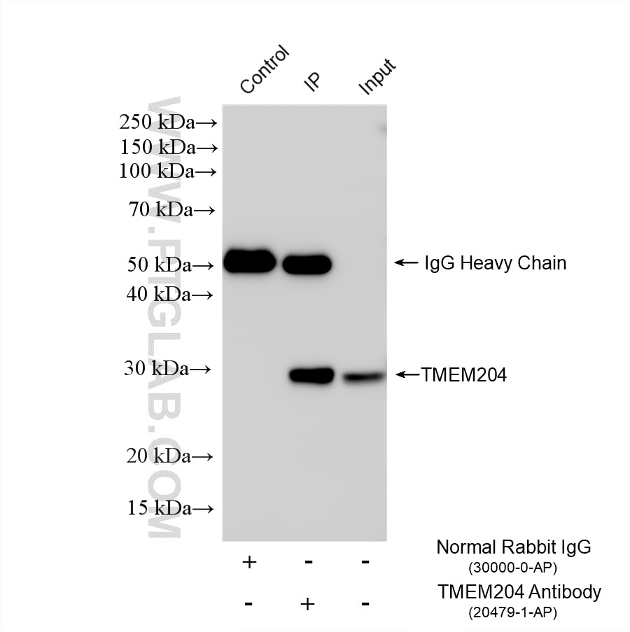 IP experiment of mouse kidney using 20479-1-AP Immunoprecipitation (IP) experiment of mouse kidney tissue using TMEM204 Polyclonal antibody (20479-1-AP)