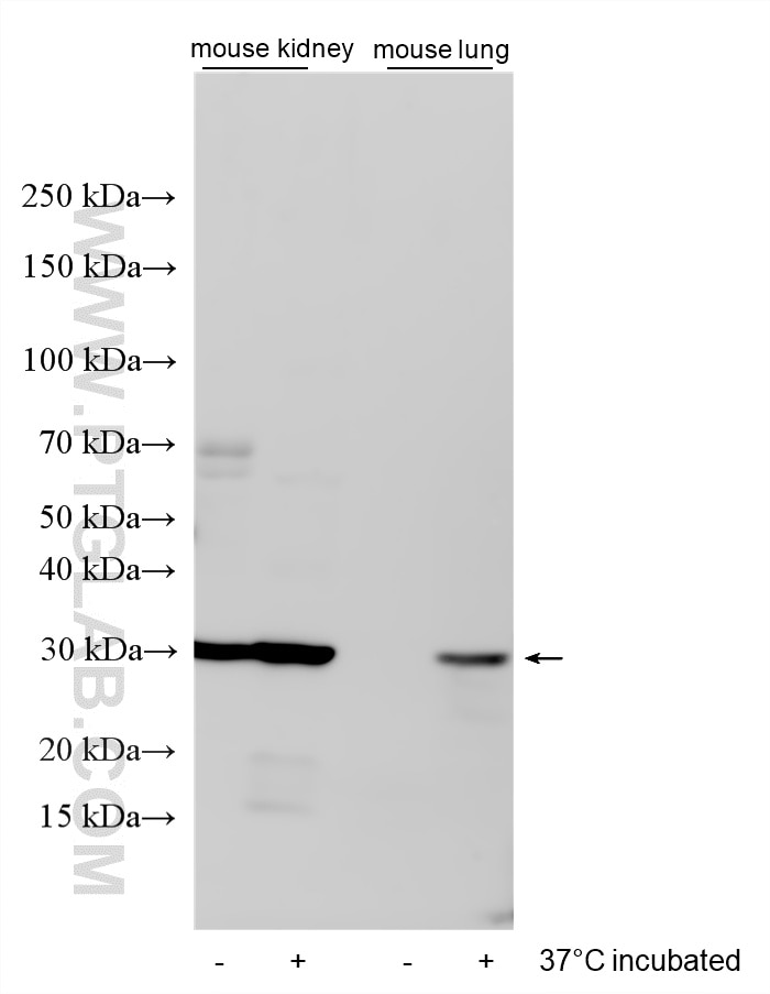 WB analysis using 20479-1-AP Western Blot (WB) analysis of various lysates using TMEM204 Polyclonal antibody (20479-1-AP)