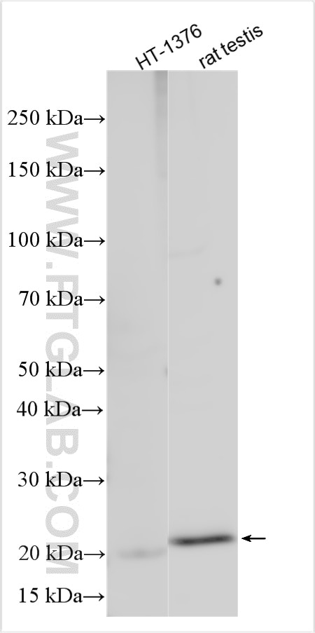 Western Blot (WB) analysis of various lysates using TMEM205 Polyclonal antibody (32273-1-AP)