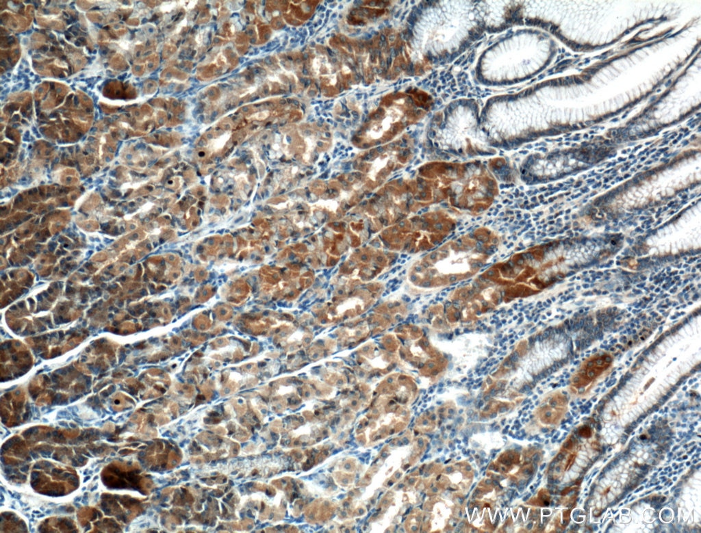 Immunohistochemistry (IHC) staining of human stomach tissue using TMEM208 Polyclonal antibody (23882-1-AP)