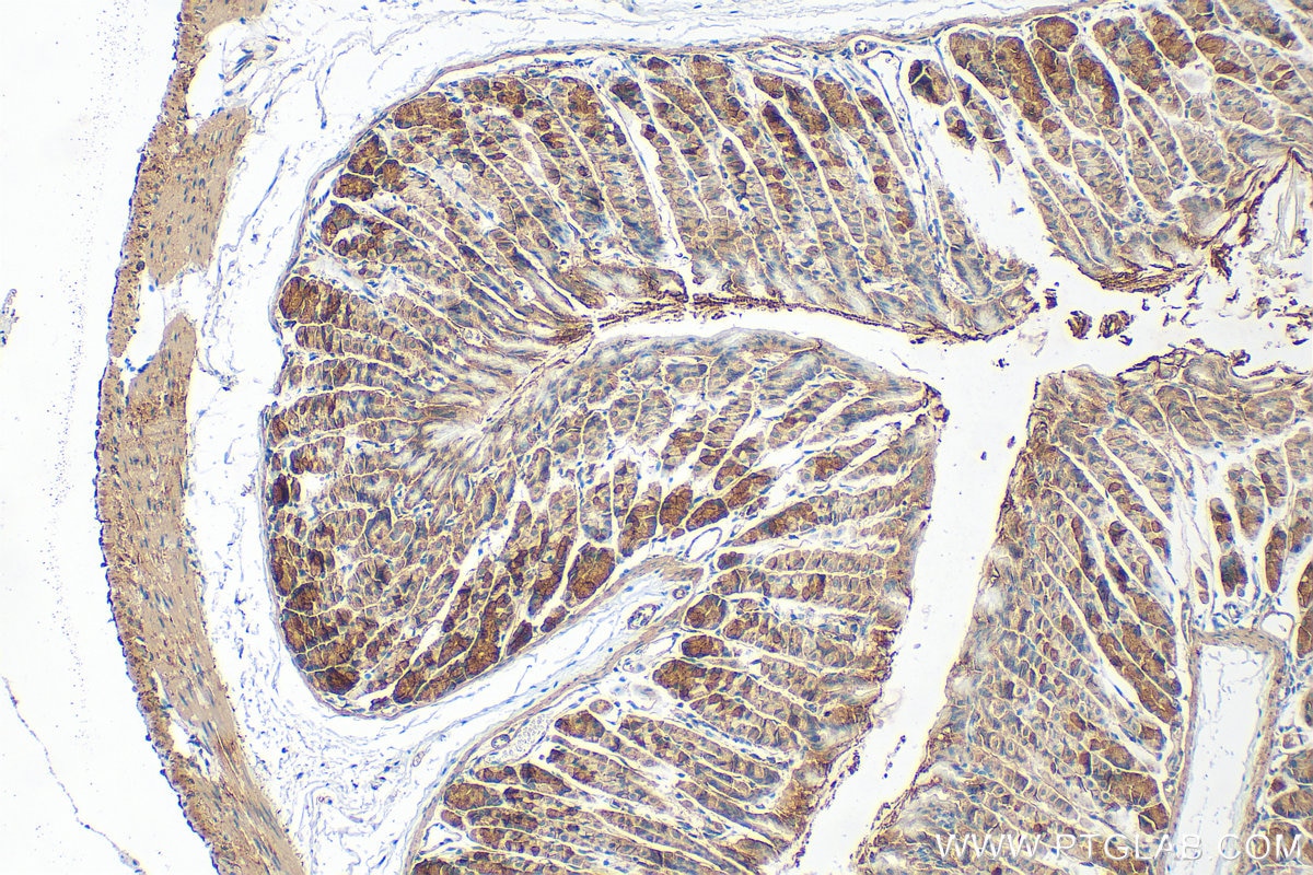 IHC staining of mouse stomach using 31728-1-AP Immunohistochemistry (IHC) staining of mouse stomach tissue using TMEM208 Polyclonal antibody (31728-1-AP)