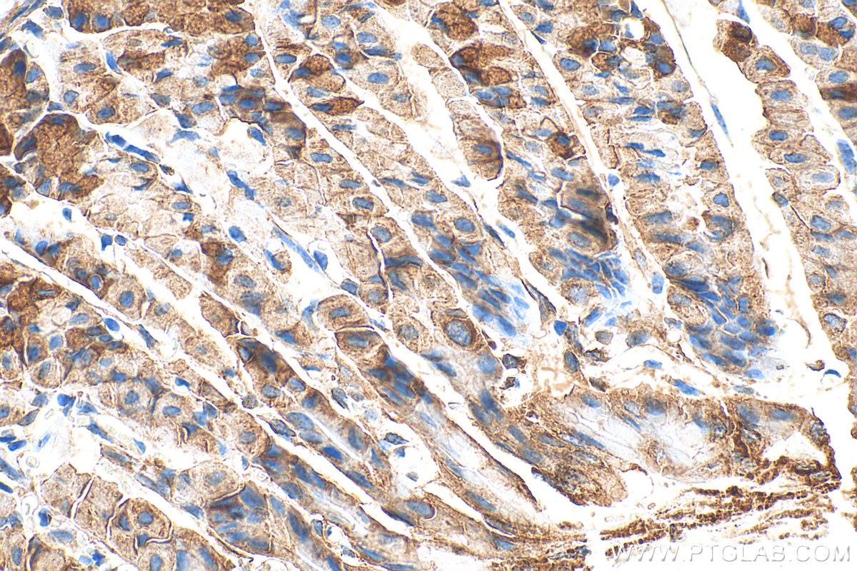IHC staining of mouse stomach using 31728-1-AP Immunohistochemistry (IHC) staining of mouse stomach tissue using TMEM208 Polyclonal antibody (31728-1-AP)