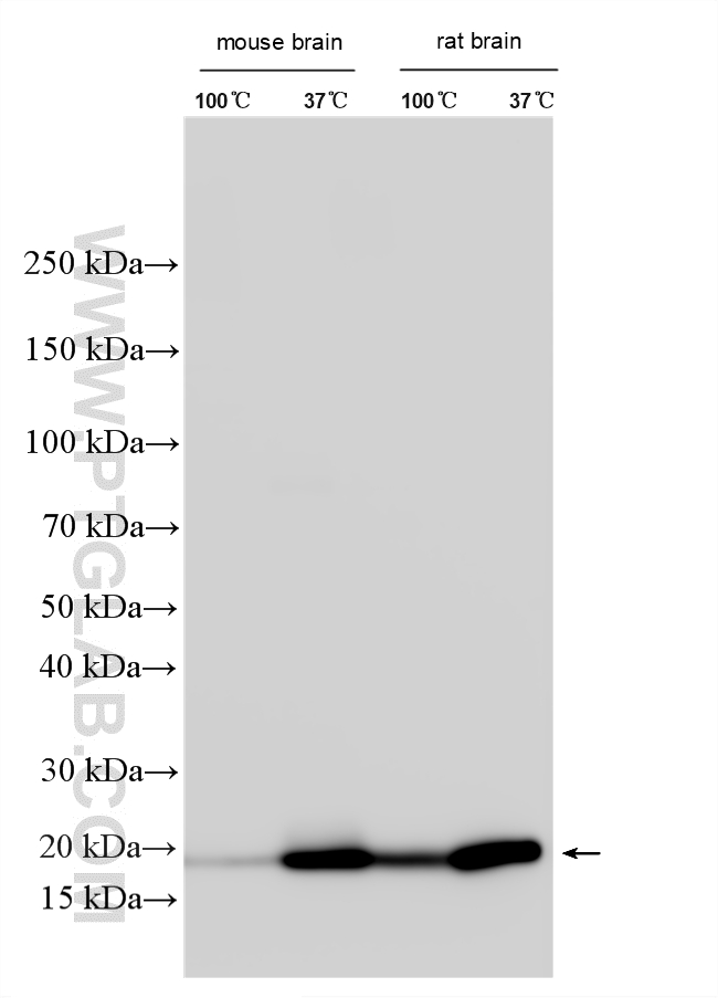 WB analysis using 31728-1-AP Western Blot (WB) analysis of various lysates using TMEM208 Polyclonal antibody (31728-1-AP)