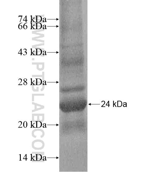 TMEM208 fusion protein Ag20845 SDS-PAGE