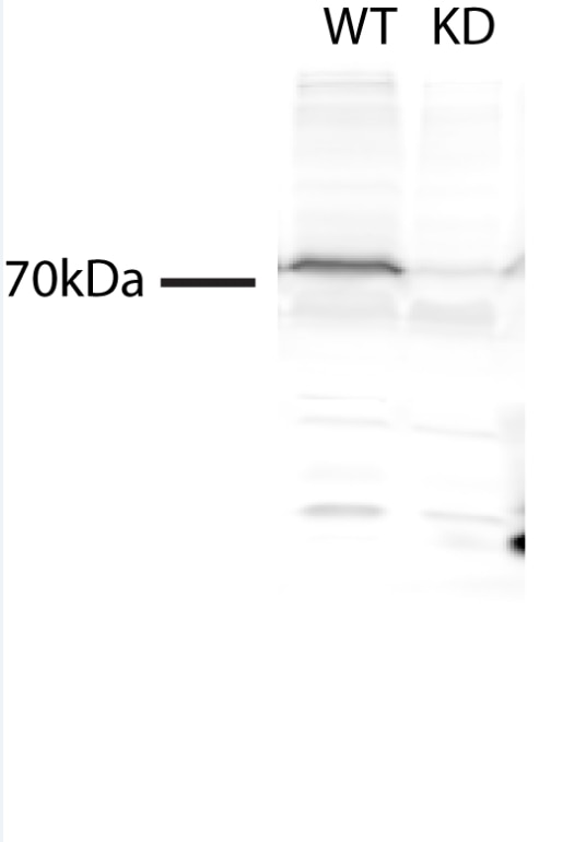 Western Blot (WB) analysis of C2C12 cells using TMEM214 Polyclonal antibody (20125-1-AP)