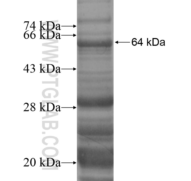 TMEM214 fusion protein Ag13884 SDS-PAGE