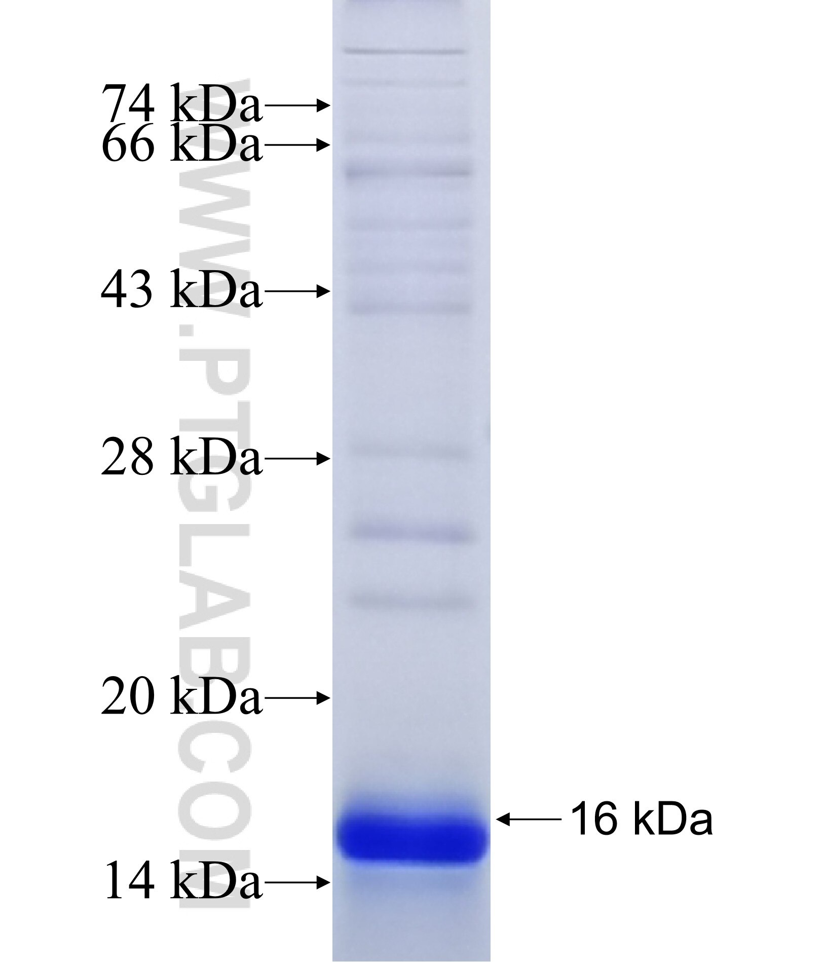 TMEM217 fusion protein Ag15760 SDS-PAGE