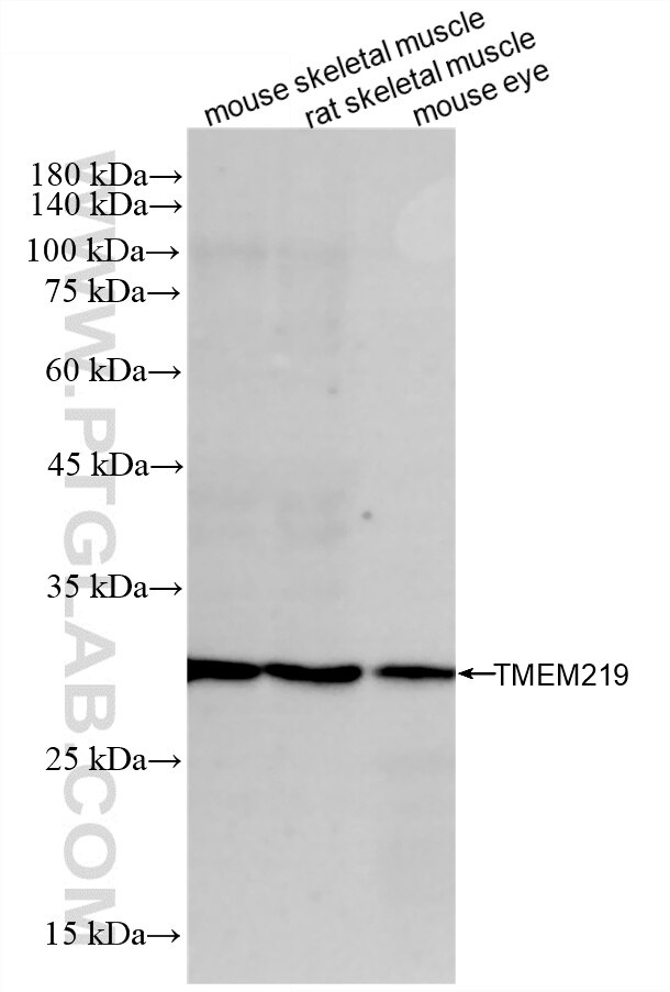 WB analysis using 88228-1-RR Western Blot (WB) analysis of various lysates using TMEM219 Recombinant monoclonal antibody (88228-1-RR)