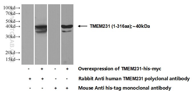 TMEM231
