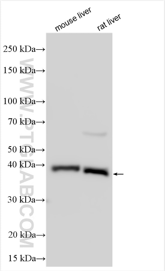 Western Blot (WB) analysis of various lysates using TMEM25 Polyclonal antibody (24361-1-AP)