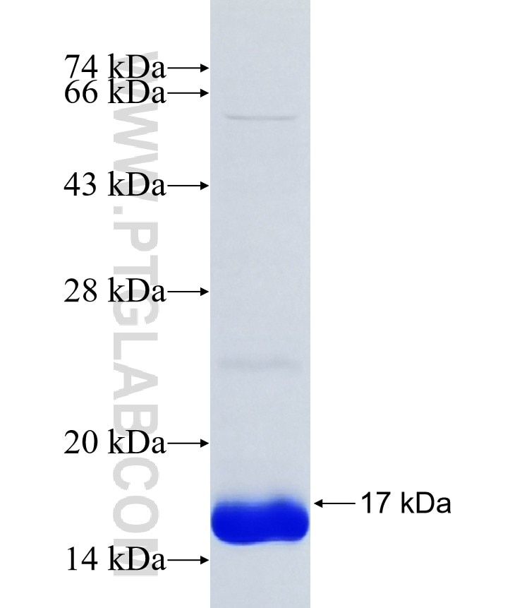 TMEM253 fusion protein Ag38444 SDS-PAGE