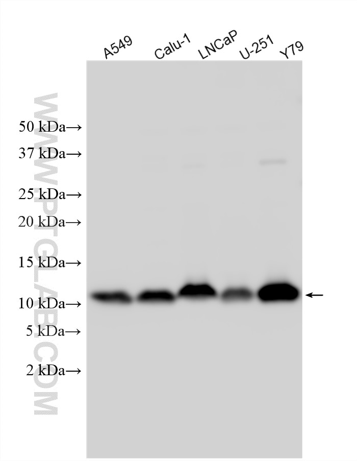 Western Blot (WB) analysis of various lysates using TMEM256 Polyclonal antibody (33511-1-AP)