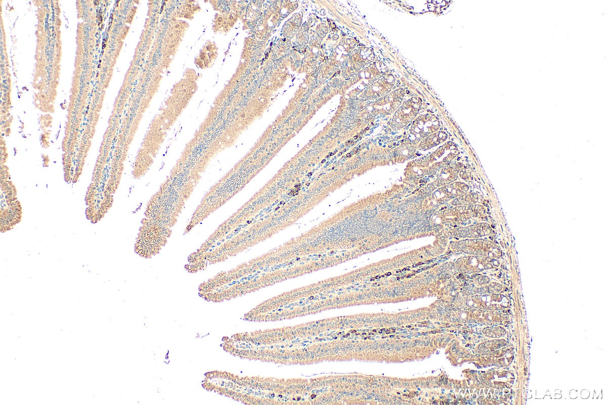 Immunohistochemistry (IHC) staining of mouse small intestine tissue using TMEM258 Polyclonal antibody (31525-1-AP)