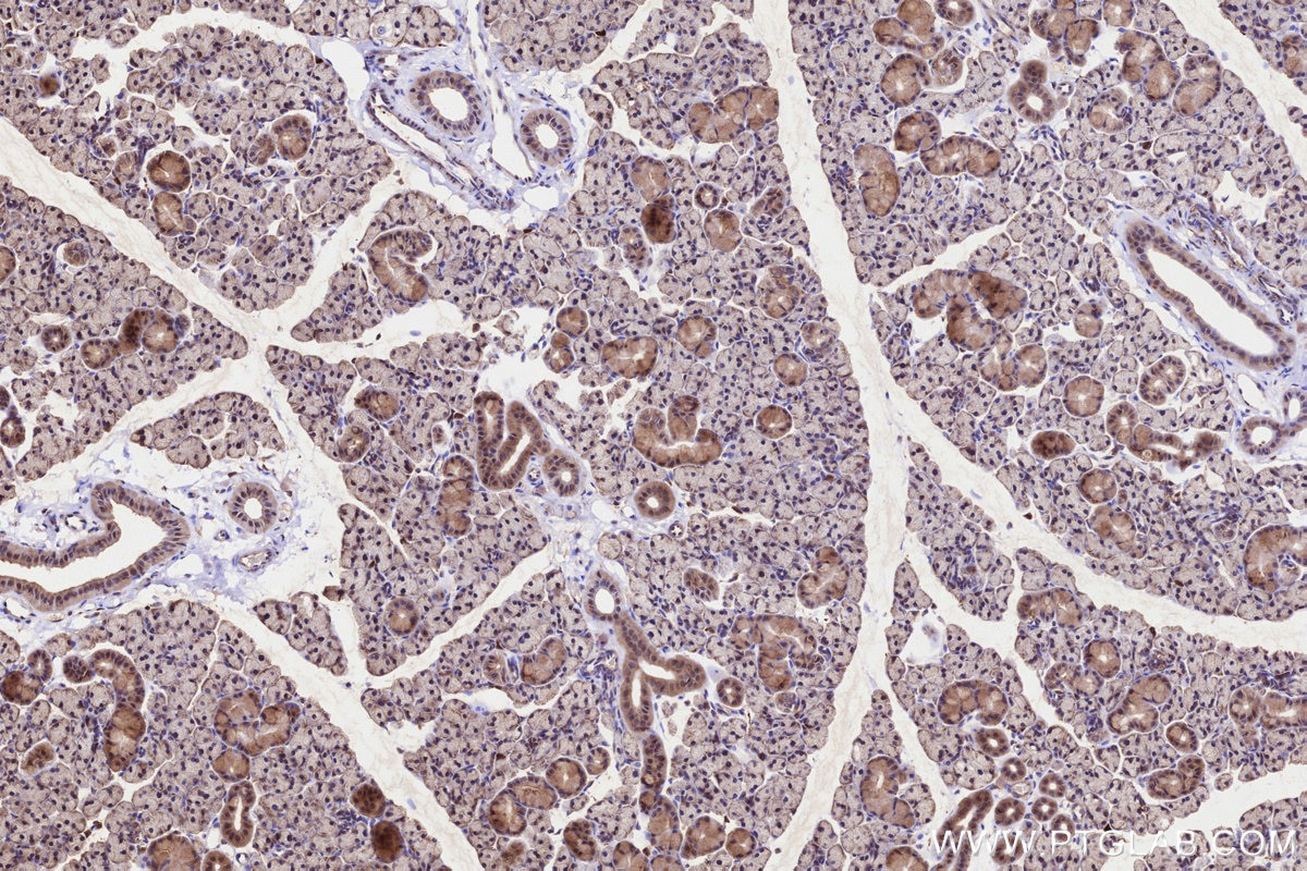 Immunohistochemistry (IHC) staining of rat salivary gland tissue using TMEM258 Polyclonal antibody (31525-1-AP)