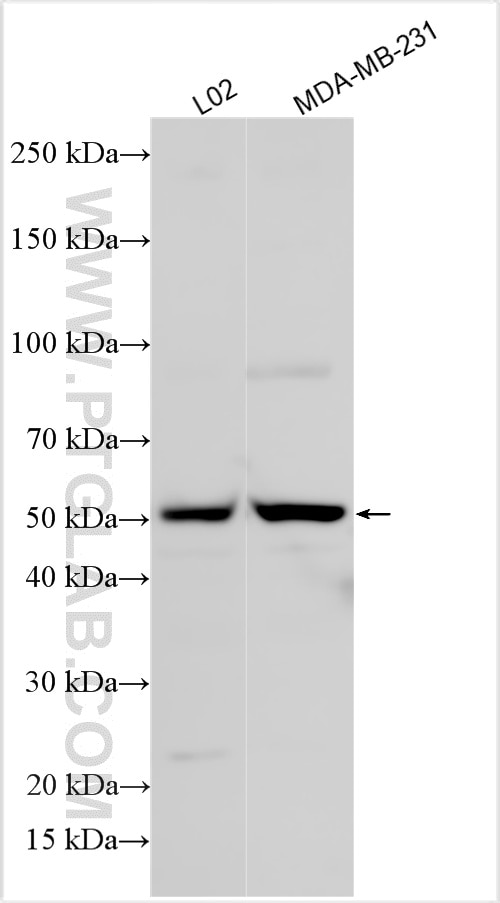 WB analysis using 27267-1-AP Western Blot (WB) analysis of various lysates using TMEM26 Polyclonal antibody (27267-1-AP)