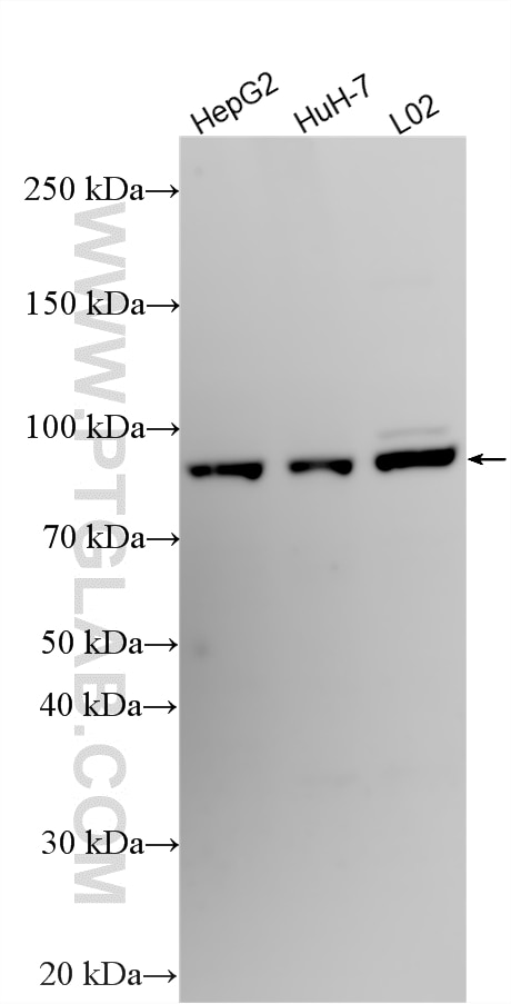 Western Blot (WB) analysis of various lysates using TMEM260 Polyclonal antibody (33682-1-AP)