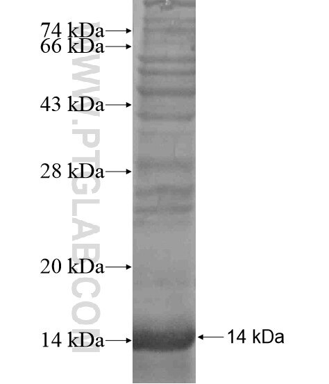 TMEM27 fusion protein Ag19386 SDS-PAGE