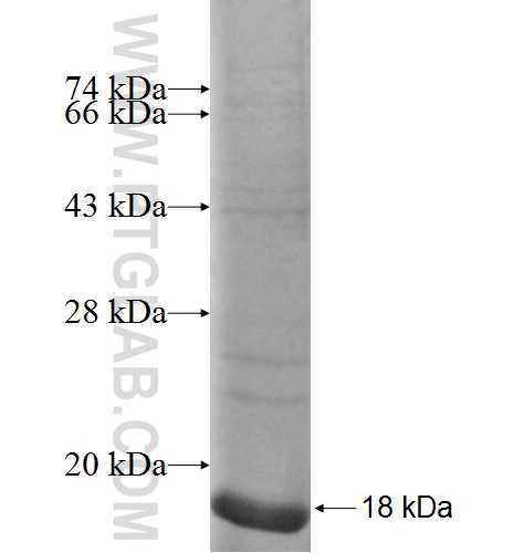 TMEM27 fusion protein Ag6187 SDS-PAGE