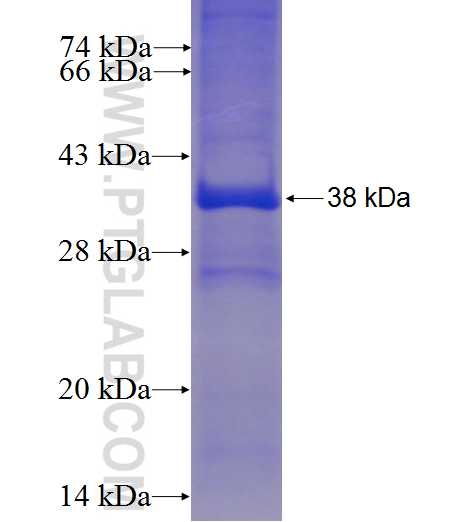 TMEM27 fusion protein Ag7668 SDS-PAGE
