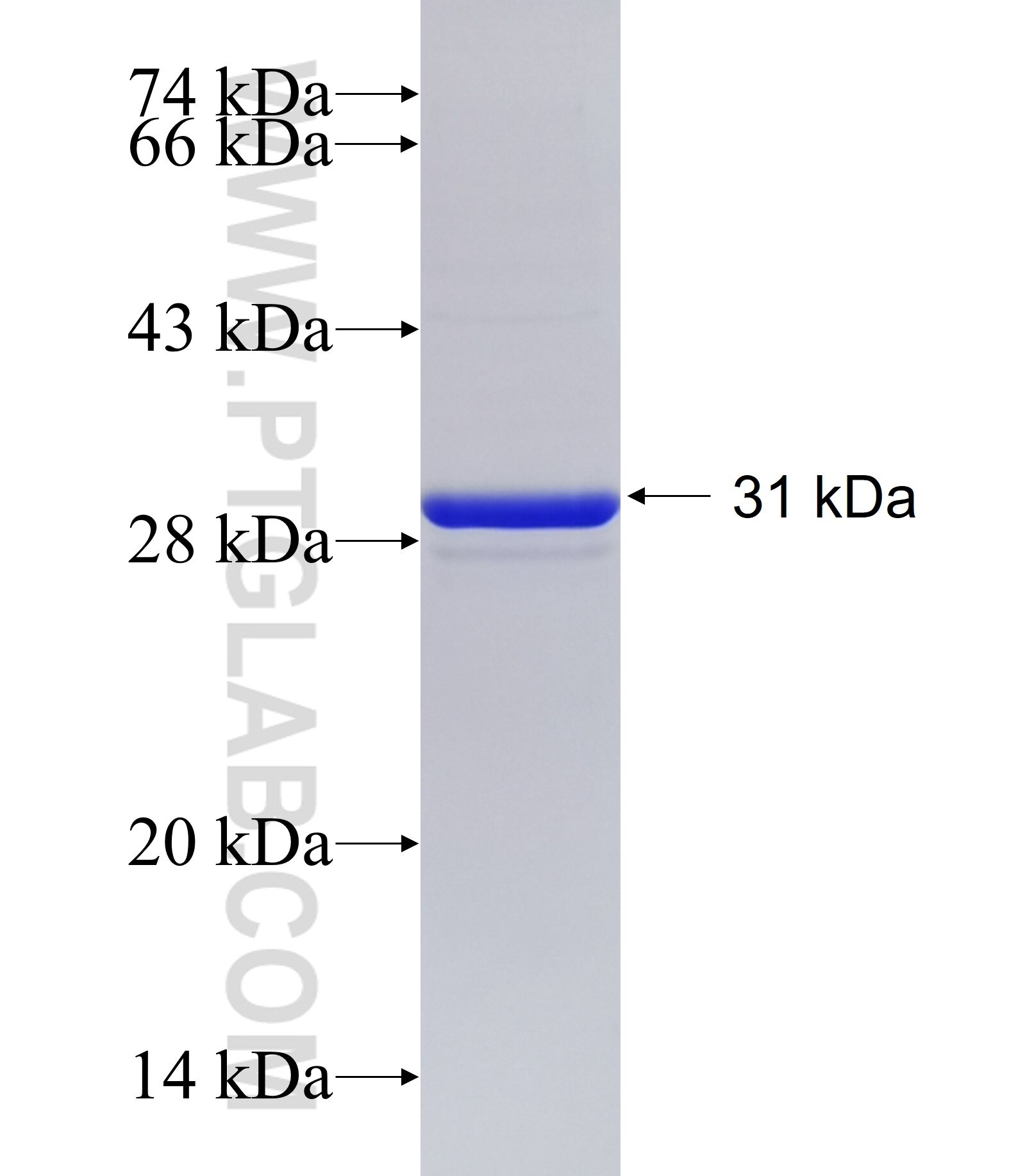 TMEM30B fusion protein Ag20155 SDS-PAGE