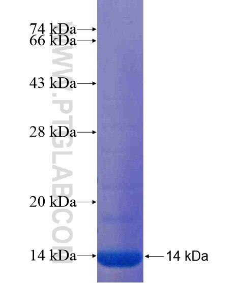 TMEM30B fusion protein Ag20199 SDS-PAGE