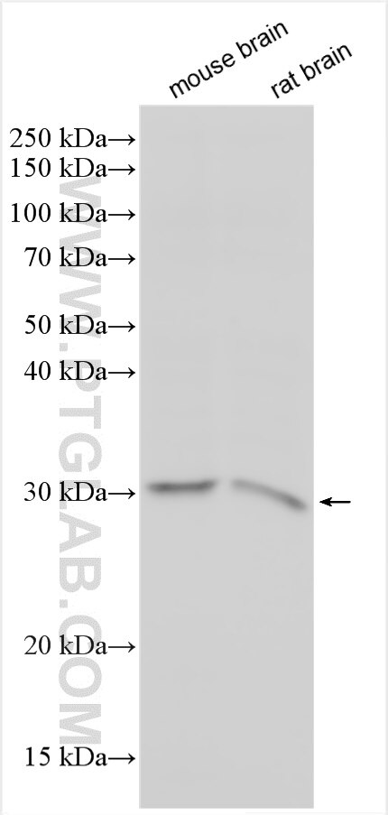 Western Blot (WB) analysis of various lysates using TMEM33 Polyclonal antibody (30639-1-AP)