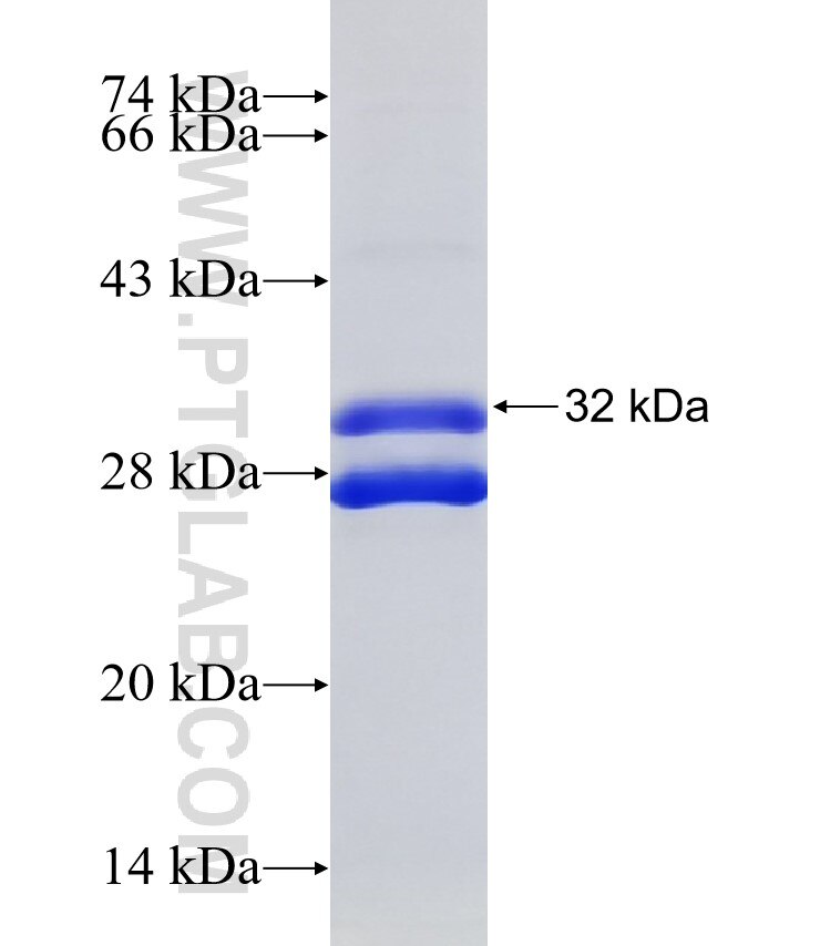 TMEM33 fusion protein Ag32368 SDS-PAGE
