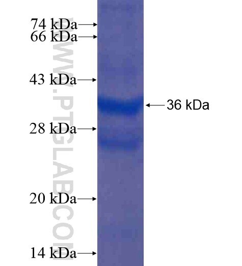 TMEM38B fusion protein Ag13835 SDS-PAGE