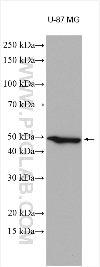 Western Blot (WB) analysis of various lysates using TMEM39A Polyclonal antibody (20430-1-AP)